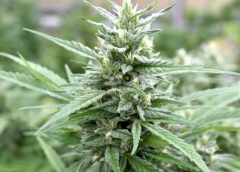 LICENSING MEDICAL CANNABIS STARTS TODAY, MONDAY, JULY 1