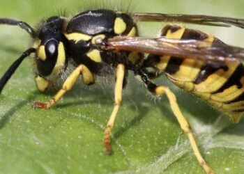 Yellowjackets behaving strangely in Eastern Kentucky