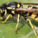 Yellowjackets behaving strangely in Eastern Kentucky