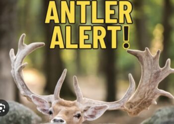 ANTLER ALERT! 3,228 highway crashes with deer were reported to police in 2023